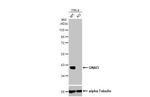 GNAI3 Antibody in Western Blot (WB)