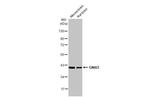 GNAI3 Antibody in Western Blot (WB)