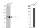 Periostin Antibody in Western Blot (WB)