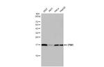 PIN1 Antibody in Western Blot (WB)