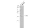 PIN1 Antibody in Western Blot (WB)