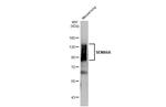 SEMA6A Antibody in Western Blot (WB)