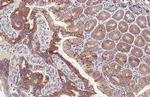 GluD1/GluD2 Antibody in Immunohistochemistry (Paraffin) (IHC (P))