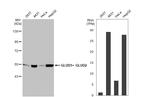 GluD1/GluD2 Antibody in Western Blot (WB)