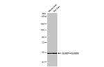 GluD1/GluD2 Antibody in Western Blot (WB)