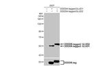 GluD1/GluD2 Antibody in Western Blot (WB)