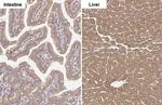 GluD1/GluD2 Antibody in Immunohistochemistry (Paraffin) (IHC (P))