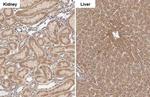 GluD1/GluD2 Antibody in Immunohistochemistry (Paraffin) (IHC (P))