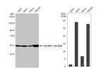 GluD1/GluD2 Antibody in Western Blot (WB)