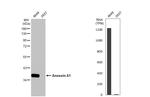 Annexin A1 Antibody in Western Blot (WB)