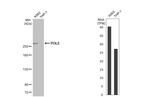 POLE Antibody in Western Blot (WB)