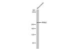 POLE Antibody in Western Blot (WB)