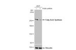 FASN Antibody in Western Blot (WB)