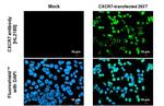 CXCR7 Antibody in Immunocytochemistry (ICC/IF)