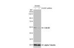 CXCR7 Antibody in Western Blot (WB)