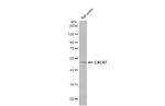 CXCR7 Antibody in Western Blot (WB)