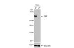 CBP Antibody in Western Blot (WB)