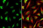 HES1 Antibody in Immunocytochemistry (ICC/IF)