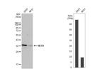 HES1 Antibody in Western Blot (WB)