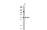 HES1 Antibody in Western Blot (WB)