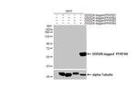 PFKFB4 Antibody in Western Blot (WB)