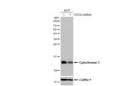 Cytochrome C Antibody in Western Blot (WB)