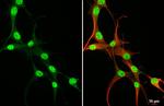 RUNX1 Antibody in Immunocytochemistry (ICC/IF)