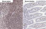 RUNX1 Antibody in Immunohistochemistry (Paraffin) (IHC (P))