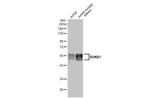 RUNX1 Antibody in Western Blot (WB)