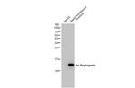 Angiogenin Antibody in Western Blot (WB)