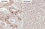 Angiogenin Antibody in Immunohistochemistry (Paraffin) (IHC (P))