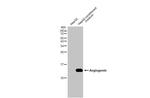 Angiogenin Antibody in Western Blot (WB)