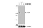 mTOR Antibody in Western Blot (WB)