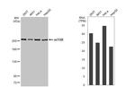 mTOR Antibody in Western Blot (WB)