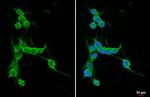 PKC gamma Antibody in Immunocytochemistry (ICC/IF)