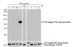 PKC gamma Antibody in Western Blot (WB)