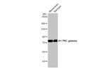 PKC gamma Antibody in Western Blot (WB)