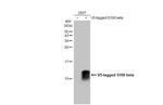 S100B Antibody in Western Blot (WB)