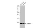 S100B Antibody in Western Blot (WB)