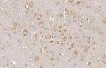 Sigma-1 Receptor Antibody in Immunohistochemistry (Paraffin) (IHC (P))