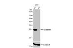 Sigma-1 Receptor Antibody in Western Blot (WB)