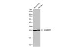 Sigma-1 Receptor Antibody in Western Blot (WB)