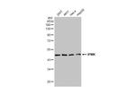 IPMK Antibody in Western Blot (WB)