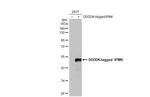 IPMK Antibody in Western Blot (WB)