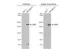 ZEB1 Antibody in Western Blot (WB)