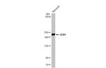 ZEB1 Antibody in Western Blot (WB)