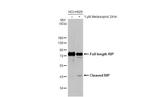 RIP1 Antibody in Western Blot (WB)