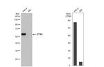 ETS2 Antibody in Western Blot (WB)