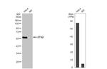 ETS2 Antibody in Western Blot (WB)