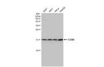 COX4 Antibody in Western Blot (WB)